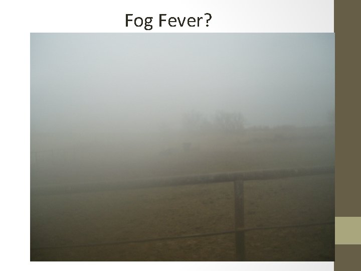 Fog Fever? 