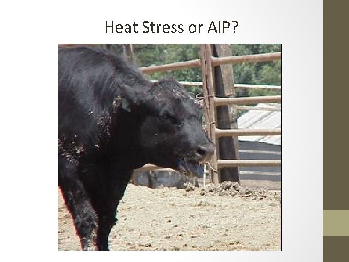 Heat Stress or AIP? 