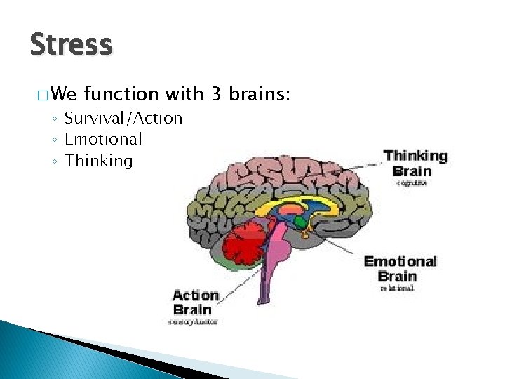 Stress � We function with 3 brains: ◦ Survival/Action ◦ Emotional ◦ Thinking 