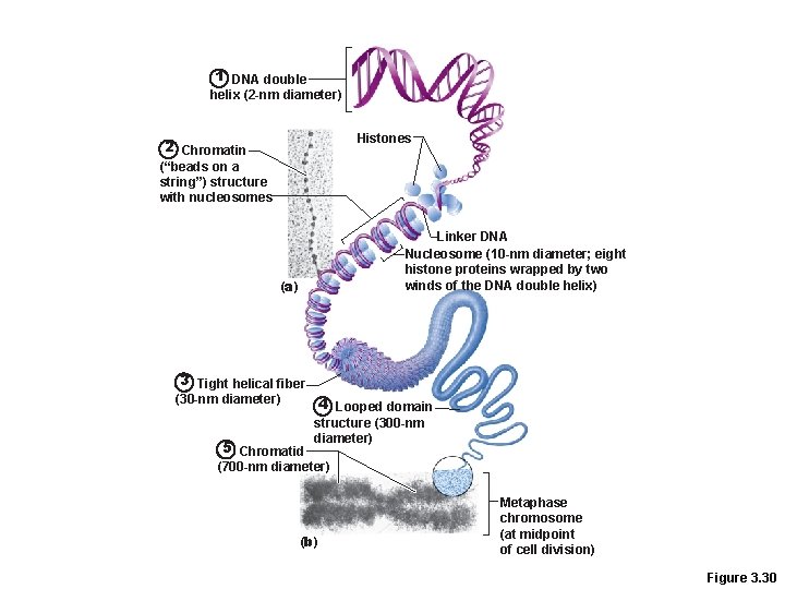 4 cell physiology ii mitosis meiosis
