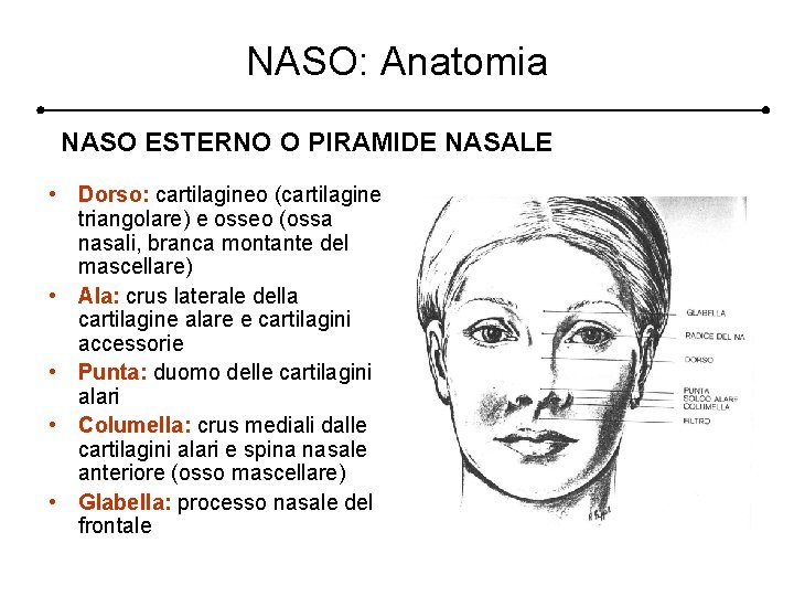 NASO: Anatomia NASO ESTERNO O PIRAMIDE NASALE • Dorso: cartilagineo (cartilagine triangolare) e osseo