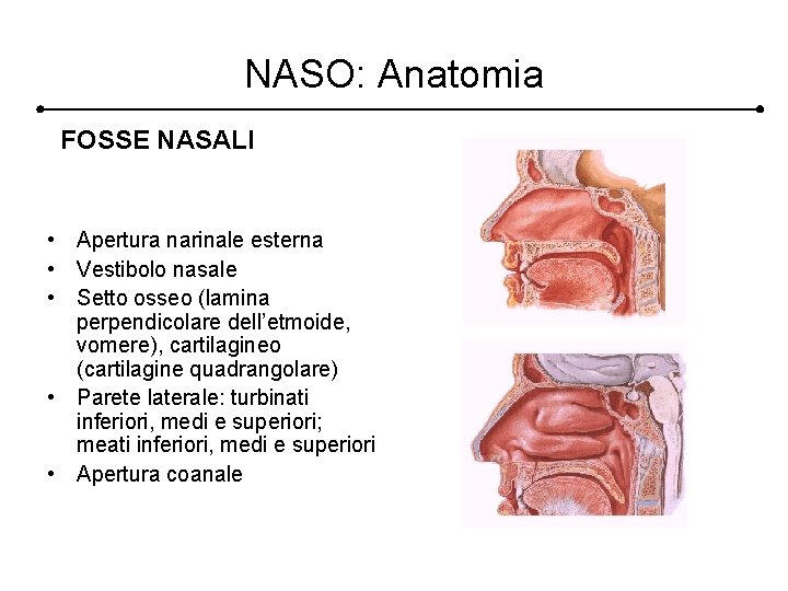 NASO: Anatomia FOSSE NASALI • Apertura narinale esterna • Vestibolo nasale • Setto osseo