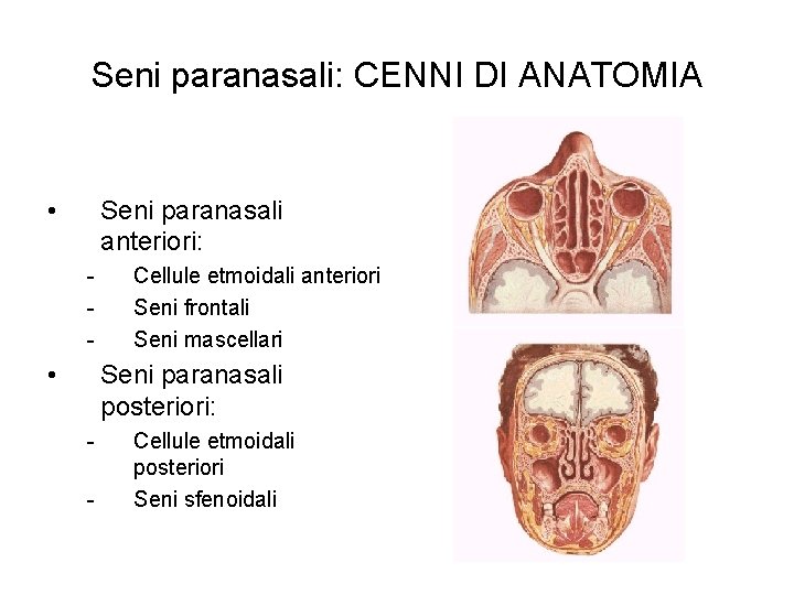 Seni paranasali: CENNI DI ANATOMIA • Seni paranasali anteriori: - • Cellule etmoidali anteriori