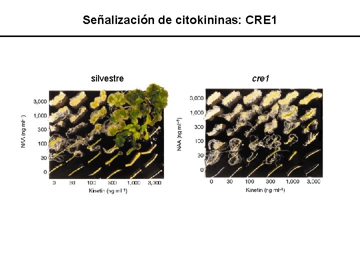 Señalización de citokininas: CRE 1 silvestre cre 1 