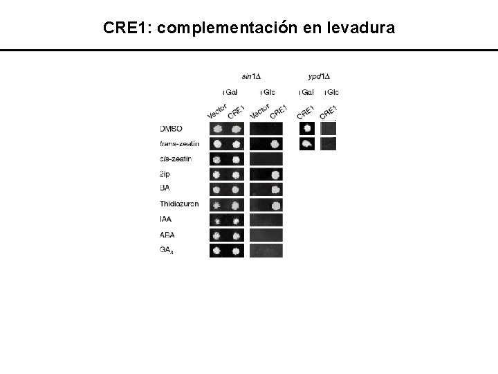 CRE 1: complementación en levadura 