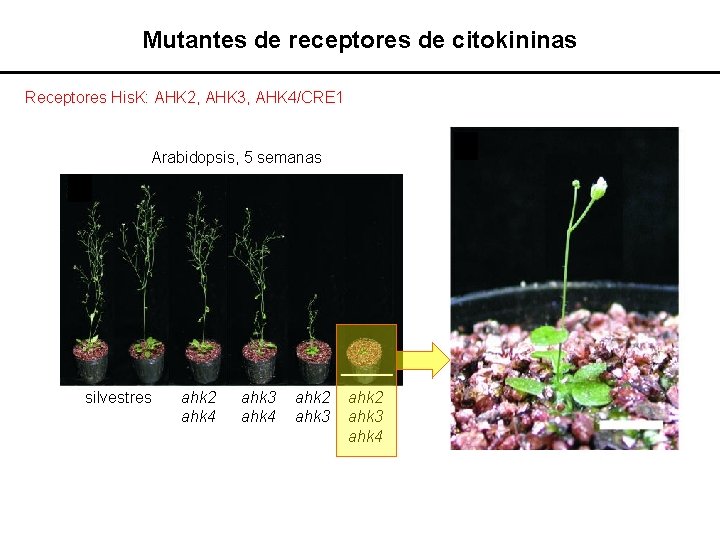 Mutantes de receptores de citokininas Receptores His. K: AHK 2, AHK 3, AHK 4/CRE