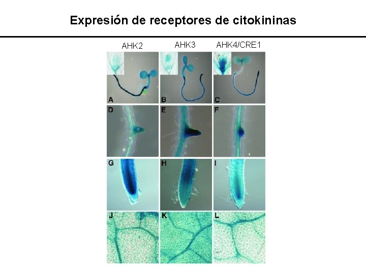 Expresión de receptores de citokininas AHK 2 AHK 3 AHK 4/CRE 1 