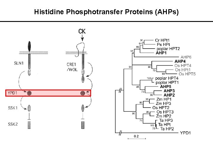 Histidine Phosphotransfer Proteins (AHPs) 