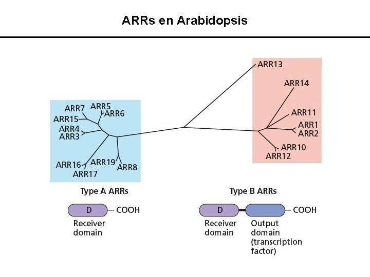 ARRs en Arabidopsis 