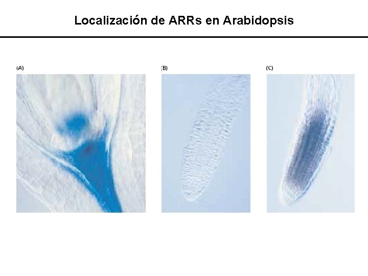 Localización de ARRs en Arabidopsis 