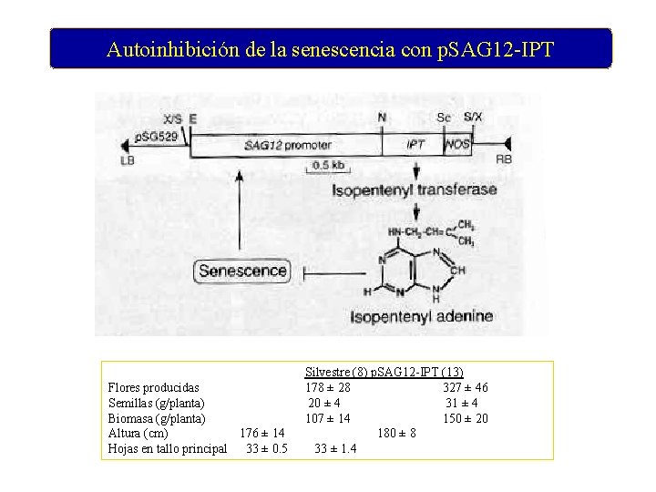 Autoinhibición de la senescencia con p. SAG 12 -IPT Flores producidas Semillas (g/planta) Biomasa