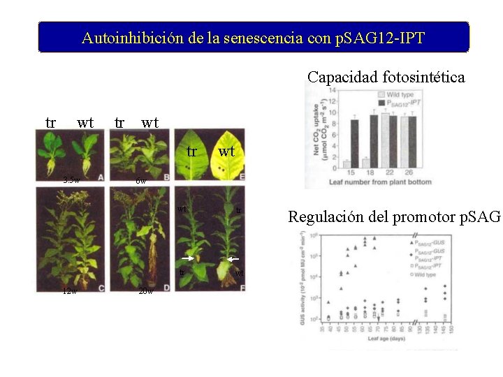 Autoinhibición de la senescencia con p. SAG 12 -IPT Capacidad fotosintética tr wt tr