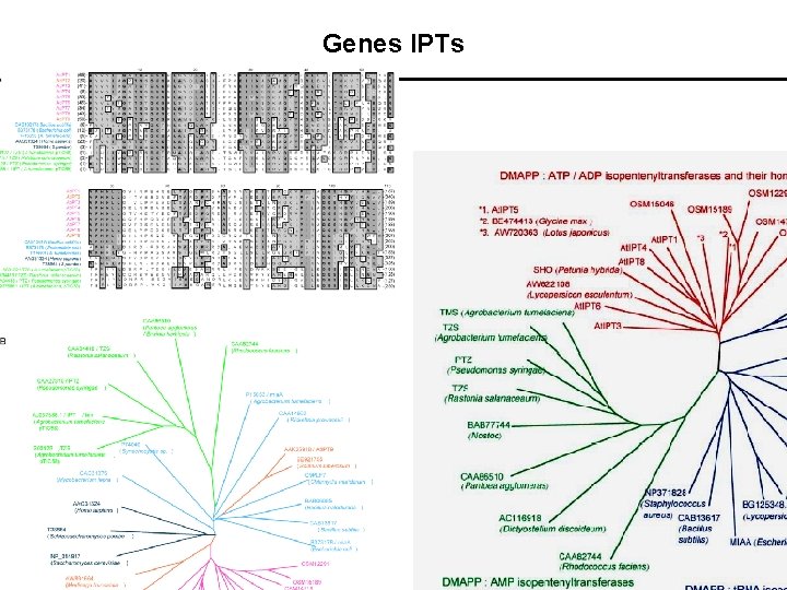 Genes IPTs 