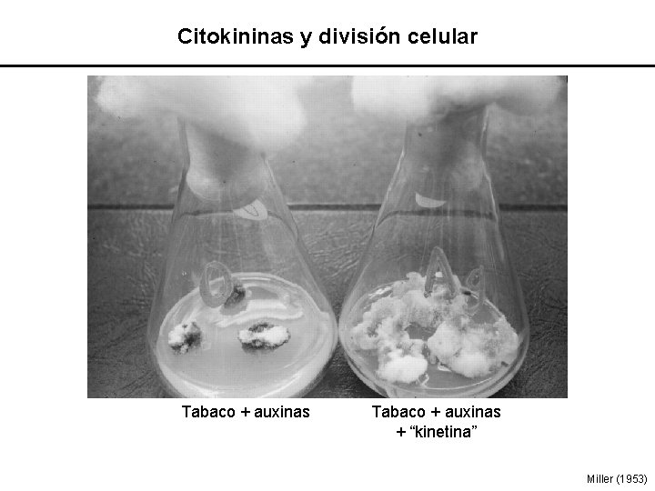 Citokininas y división celular Tabaco + auxinas + “kinetina” Miller (1953) 