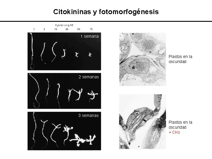 Citokininas y fotomorfogénesis 1 semana Plastos en la oscuridad 2 semanas 3 semanas Plastos