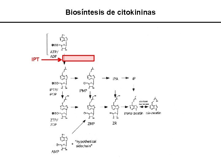 Biosíntesis de citokininas IPT 