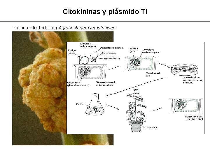 Citokininas y plásmido Ti Tabaco infectado con Agrobacterium tumefaciens 
