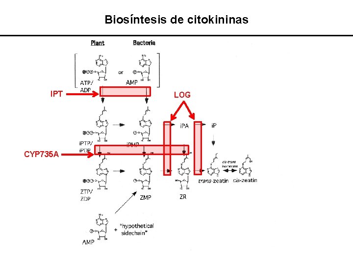 Biosíntesis de citokininas IPT CYP 735 A LOG 