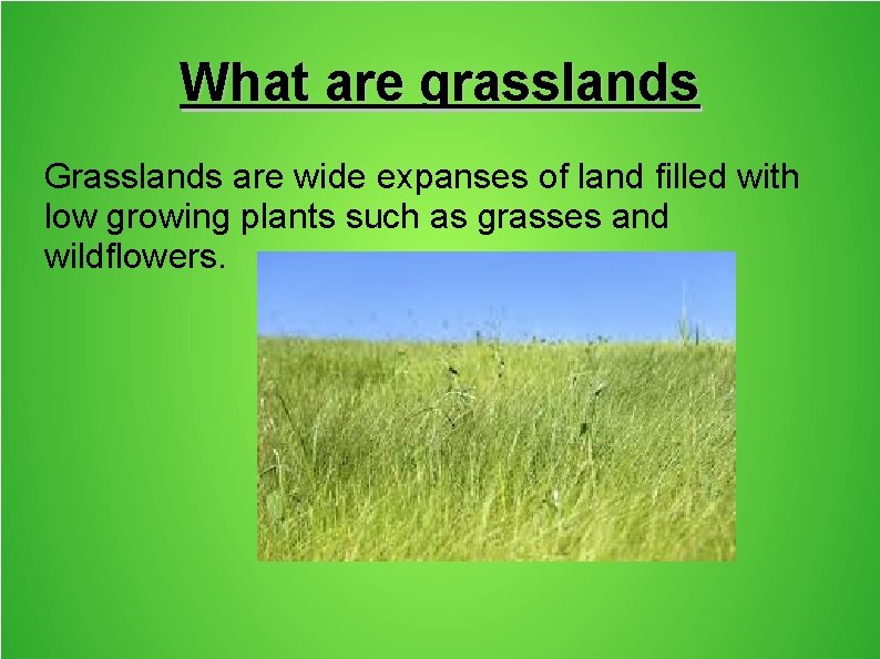 What are grasslands Grasslands are wide expanses of land filled with low growing plants