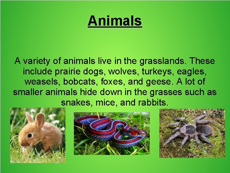 Animals A variety of animals live in the grasslands. These include prairie dogs, wolves,