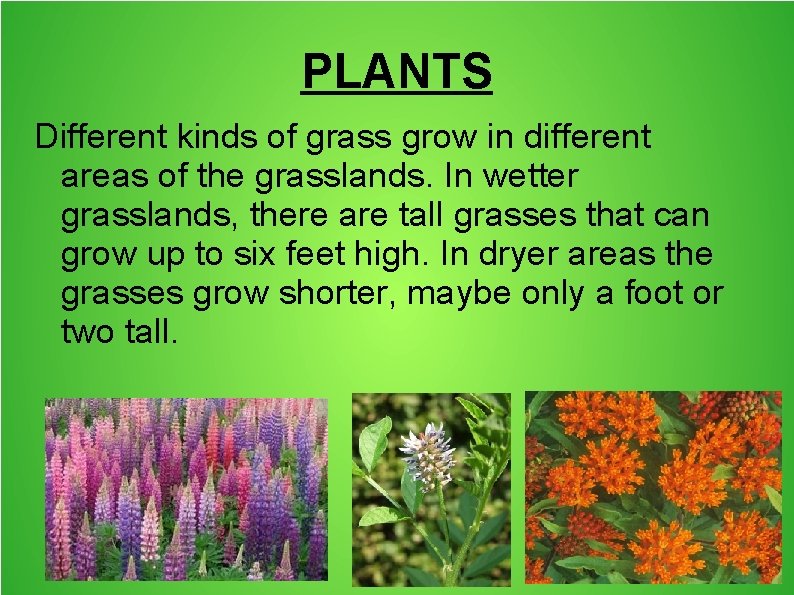 PLANTS Different kinds of grass grow in different areas of the grasslands. In wetter