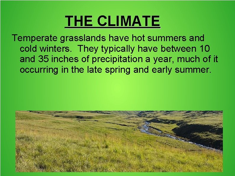 THE CLIMATE Temperate grasslands have hot summers and cold winters. They typically have between