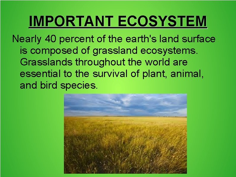 IMPORTANT ECOSYSTEM Nearly 40 percent of the earth's land surface is composed of grassland