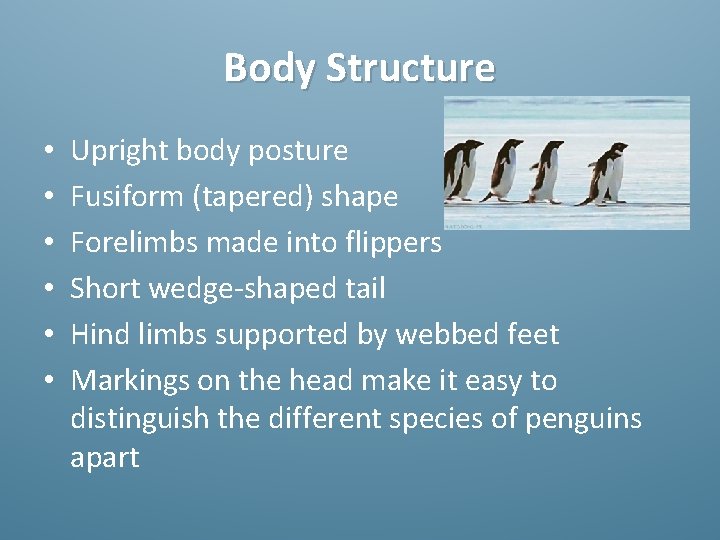 Body Structure • • • Upright body posture Fusiform (tapered) shape Forelimbs made into