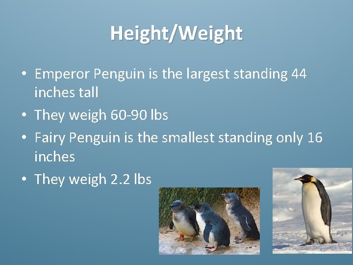 Height/Weight • Emperor Penguin is the largest standing 44 inches tall • They weigh