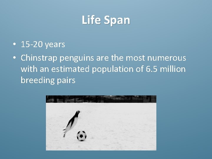 Life Span • 15 -20 years • Chinstrap penguins are the most numerous with