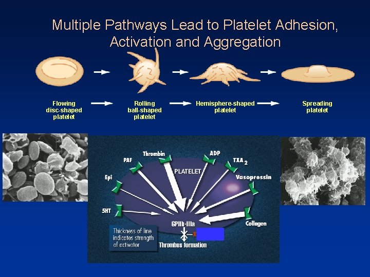 Multiple Pathways Lead to Platelet Adhesion, Activation and Aggregation Flowing disc-shaped platelet Rolling ball-shaped