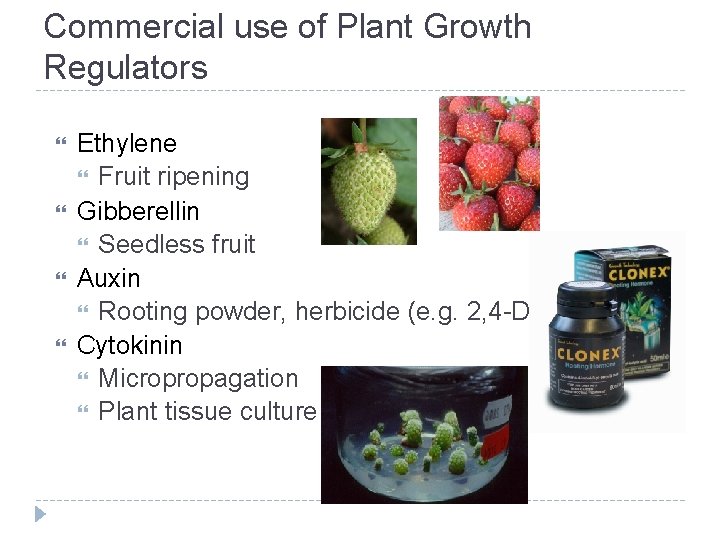 Commercial use of Plant Growth Regulators Ethylene Fruit ripening Gibberellin Seedless fruit Auxin Rooting