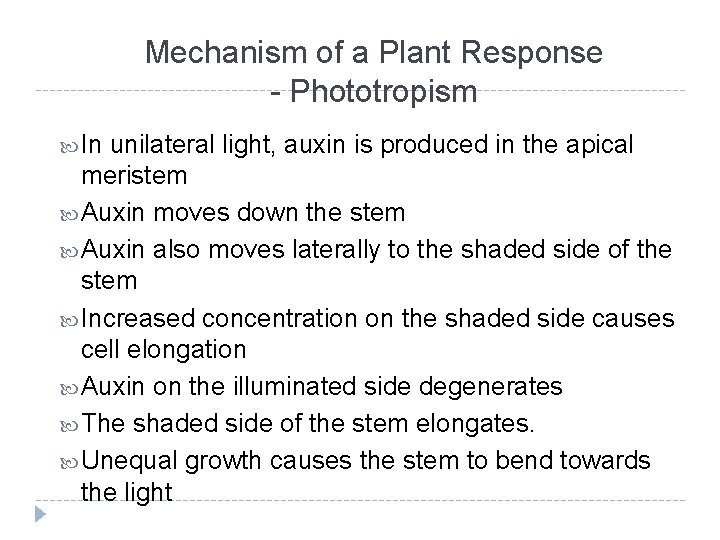 Mechanism of a Plant Response - Phototropism In unilateral light, auxin is produced in