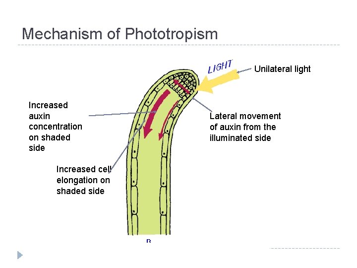 Mechanism of Phototropism Unilateral light Increased auxin concentration on shaded side Increased cell elongation