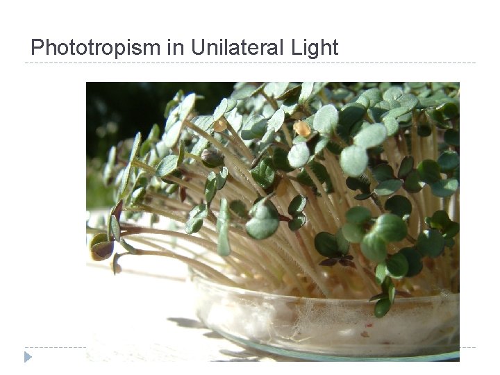 Phototropism in Unilateral Light 