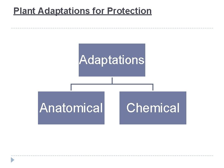 Plant Adaptations for Protection Adaptations Anatomical Chemical 