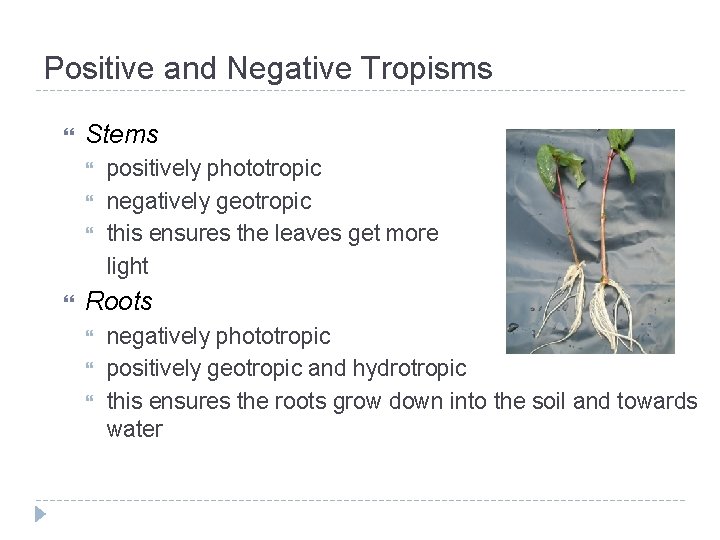 Positive and Negative Tropisms Stems positively phototropic negatively geotropic this ensures the leaves get