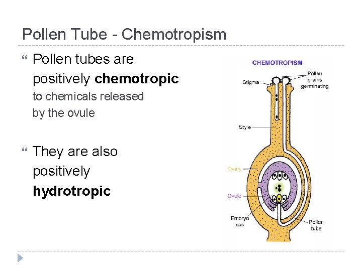 Pollen Tube - Chemotropism Pollen tubes are positively chemotropic to chemicals released by the