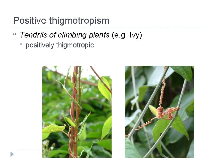 Positive thigmotropism Tendrils of climbing plants (e. g. Ivy) positively thigmotropic 