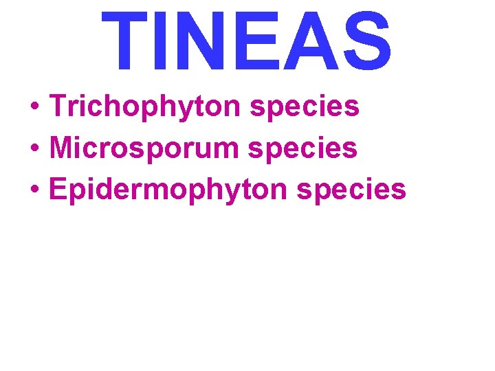 TINEAS • Trichophyton species • Microsporum species • Epidermophyton species 