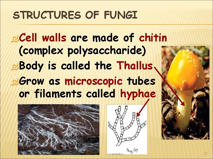 STRUCTURES OF FUNGI Cell walls are made of chitin (complex polysaccharide) Body is called