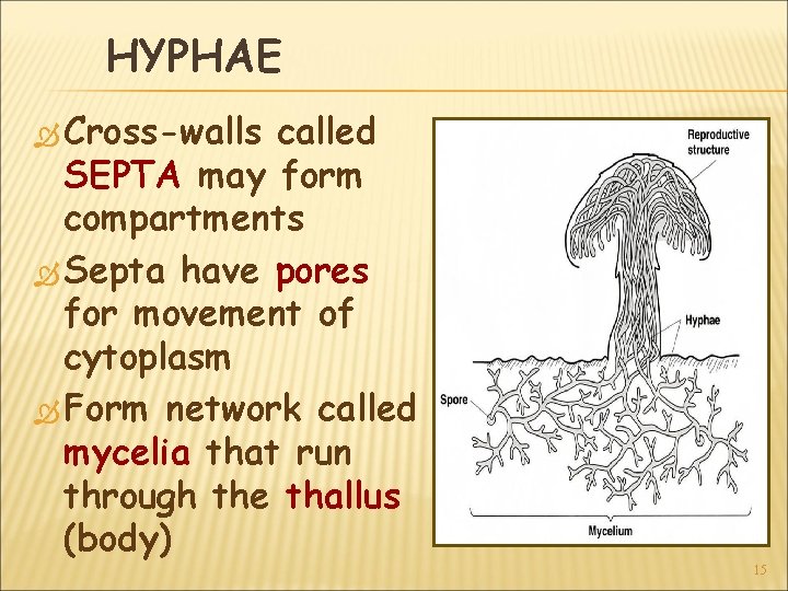 HYPHAE Cross-walls called SEPTA may form compartments Septa have pores for movement of cytoplasm