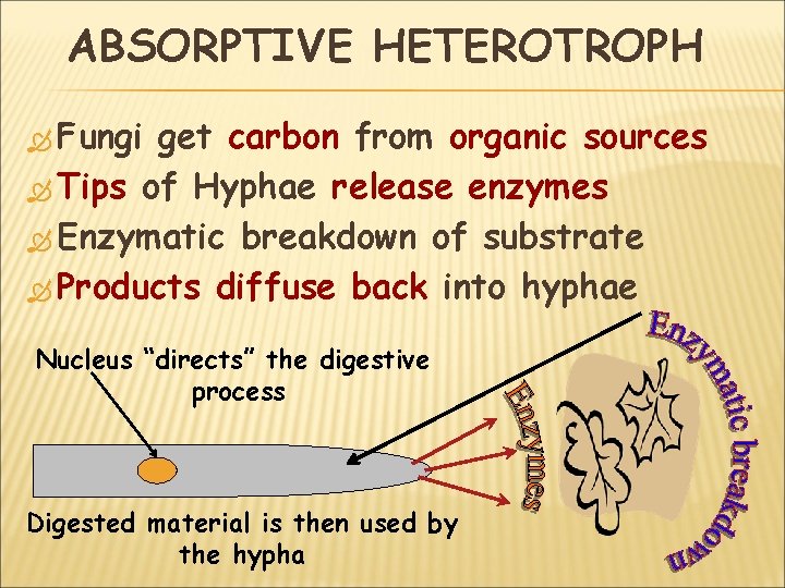 ABSORPTIVE HETEROTROPH Fungi get carbon from organic sources Tips of Hyphae release enzymes Enzymatic