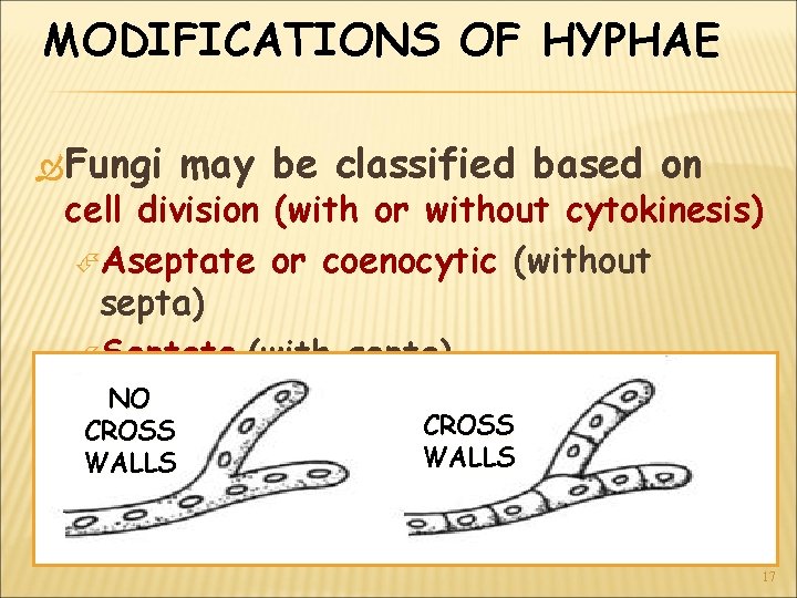 MODIFICATIONS OF HYPHAE Fungi may be classified based on cell division (with or without