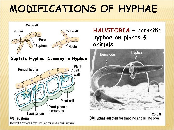 MODIFICATIONS OF HYPHAE HAUSTORIA – parasitic hyphae on plants & animals Septate Hyphae Coenocytic