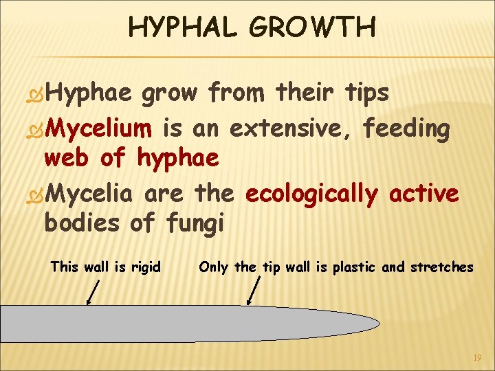 HYPHAL GROWTH Hyphae grow from their tips Mycelium is an extensive, feeding web of