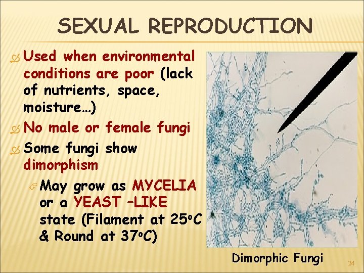 SEXUAL REPRODUCTION Used when environmental conditions are poor (lack of nutrients, space, moisture…) No