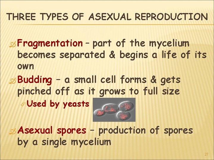 THREE TYPES OF ASEXUAL REPRODUCTION Fragmentation – part of the mycelium becomes separated &