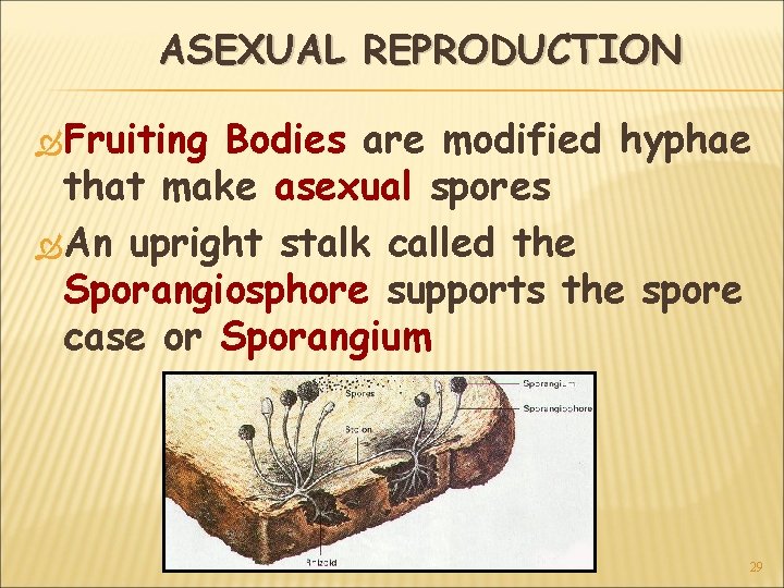 ASEXUAL REPRODUCTION Fruiting Bodies are modified hyphae that make asexual spores An upright stalk