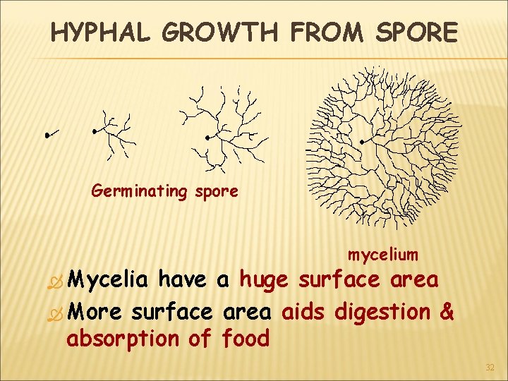 HYPHAL GROWTH FROM SPORE Germinating spore Mycelia mycelium have a huge surface area More